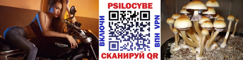 сайты даркнета какой сайт  Курск  Галлюциногенные грибы Psilocybine cubensis  блэк спрут рабочий сайт 